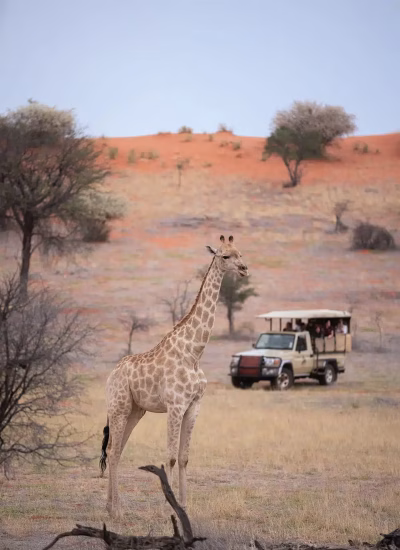 Intu_Afrika_Activity_Game_Drive_15.webp