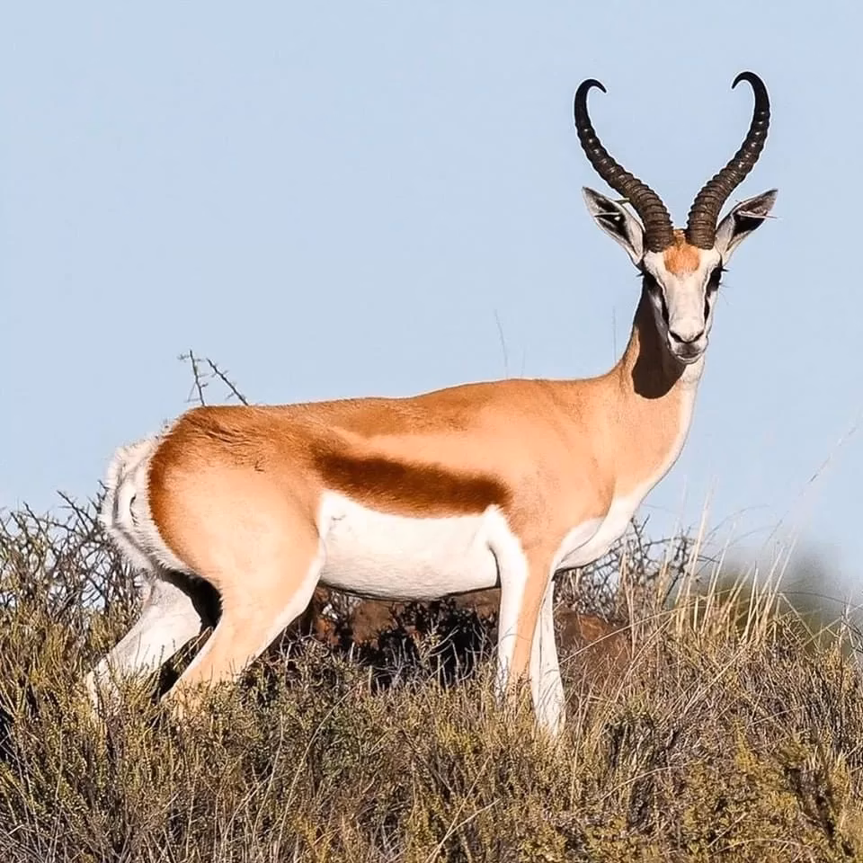 Springbuck